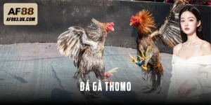 Đá Gà Thomo - Cao Thủ Bật Mí Cách Nhận Diện Chiến Kê