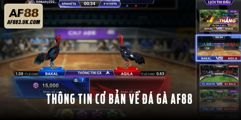 Vài thông tin cơ bản về đá gà AF88 Vài thông tin cơ bản về đá gà AF88